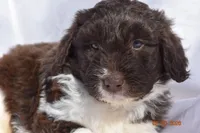 Dark Blue, a male Newfypoo for sale in Pekin, IN – Photo 2 of 5