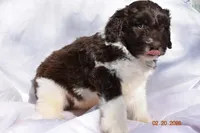 Dark Blue, a male Newfypoo for sale in Pekin, IN – Photo 1 of 5