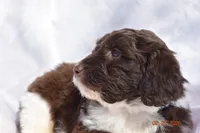 Dark Blue, a male Newfypoo for sale in Pekin, IN – Photo 3 of 5