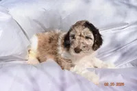 Light Pink, a female Newfypoo for sale in Pekin, IN – Photo 2 of 4