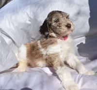 Light Pink, a female Newfypoo for sale in Pekin, IN – Photo 1 of 4