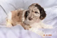 Light Pink, a female Newfypoo for sale in Pekin, IN – Photo 4 of 4