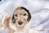 Light Pink, a female Newfypoo for sale in Pekin, IN – Photo 3 of 4