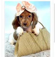 Cocoa, a female Miniature Dachshund for sale in Jacksonville, FL – 1 of 4