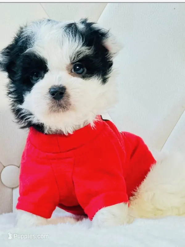 Oreo – Shihpoo puppy for sale in Jacksonville, FL