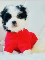 Oreo, a male Shihpoo for sale in Jacksonville, FL – 1 of 2