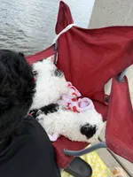 Pepper, a female Shihpoo for sale in Jacksonville, FL – 3 of 4