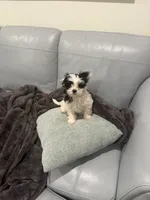 Oreo, a male Shihpoo for sale in Jacksonville, FL – 2 of 2