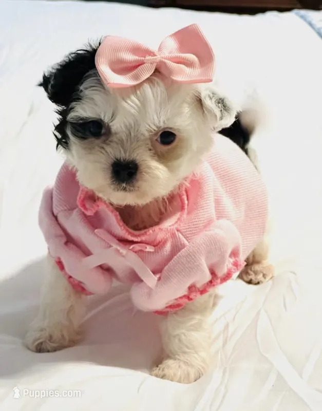 Pepper – Shihpoo puppy for sale in Jacksonville, FL