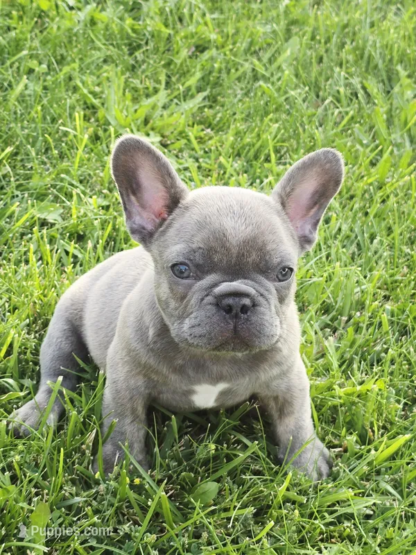 Bruno – French Bulldog puppy for sale in Merced, CA