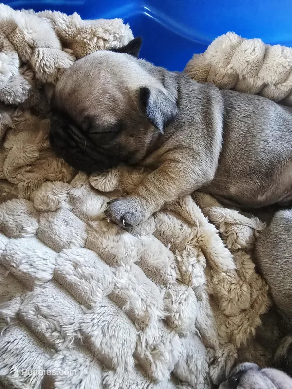 Brownie  – French Bulldog puppy for sale in Merced, CA