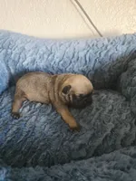 Brownie , a male French Bulldog for sale in Merced, CA – Photo 4 of 5