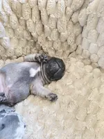 Brownie , a male French Bulldog for sale in Merced, CA – Photo 5 of 5