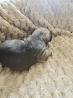 Brownie , a male French Bulldog for sale in Merced, CA – Photo 3 of 5