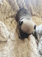 Brownie , a male French Bulldog for sale in Merced, CA – Photo 2 of 5