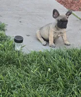 Brownie , a male French Bulldog for sale in Merced, CA – 10 of 10