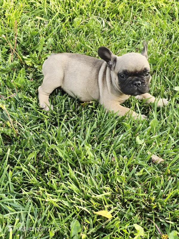 Brownie  – French Bulldog puppy for sale in Merced, CA
