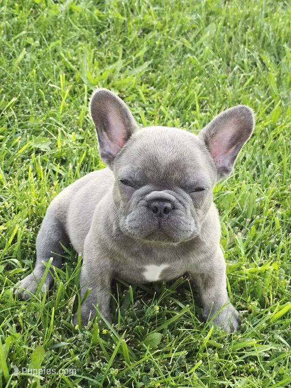 Bruno – French Bulldog puppy for sale in Merced, CA