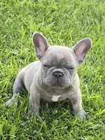 Bruno, a male French Bulldog for sale in Merced, CA – 1 of 8