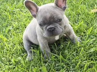 Bruno, a male French Bulldog for sale in Merced, CA – 6 of 8