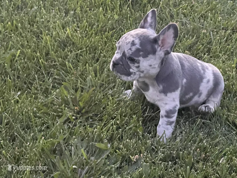 Panda – French Bulldog puppy for sale in Merced, CA