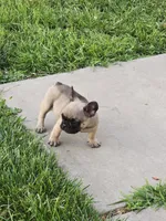 Brownie , a male French Bulldog for sale in Merced, CA – 9 of 10