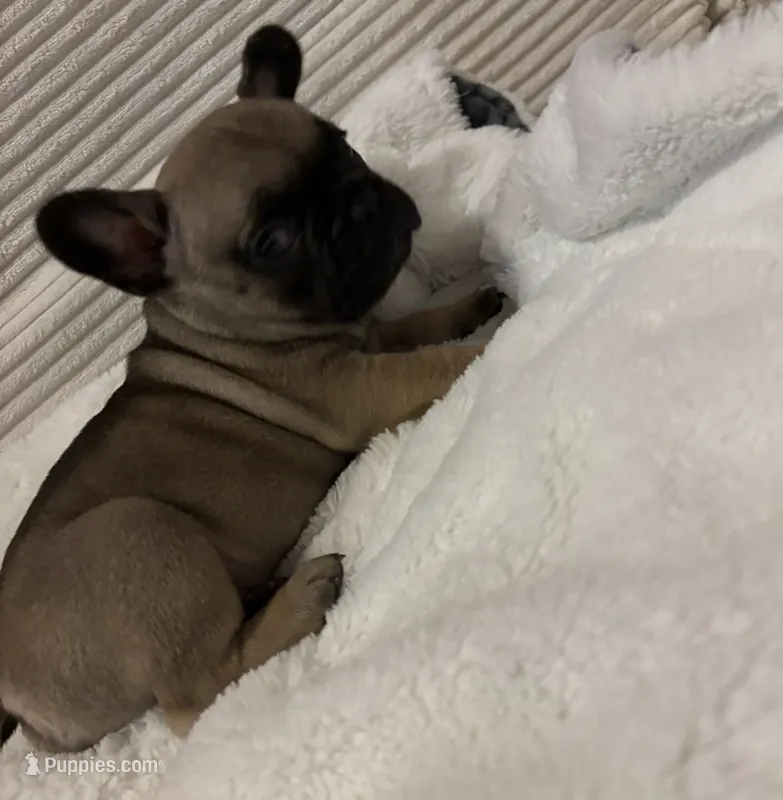 Brownie  – French Bulldog puppy for sale in Merced, CA