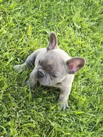 Bruno, a male French Bulldog for sale in Merced, CA – 5 of 8
