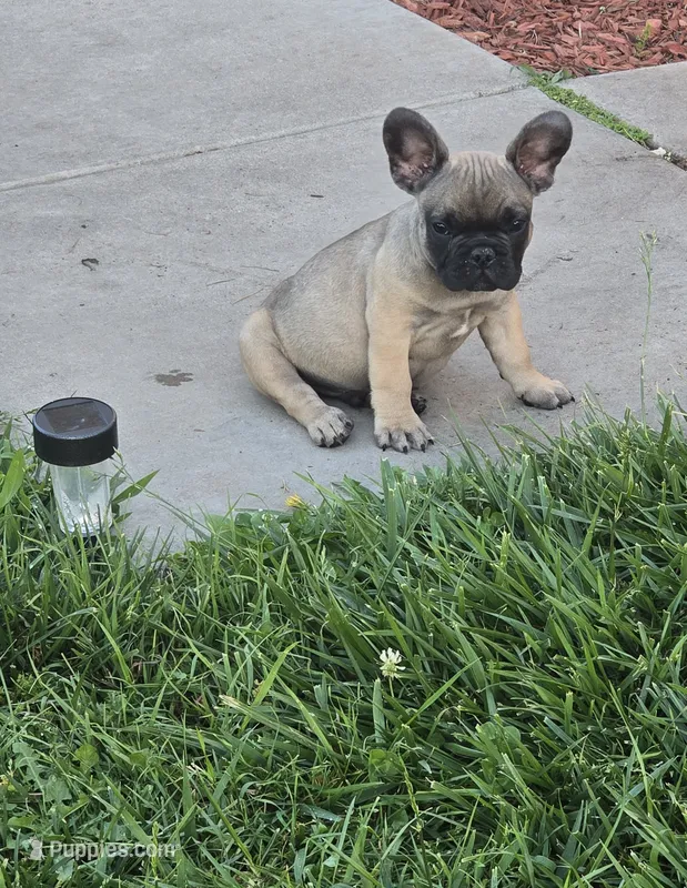 Brownie  – French Bulldog puppy for sale in Merced, CA