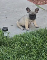 Brownie , a male French Bulldog for sale in Merced, CA – 1 of 10