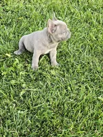 Bruno, a male French Bulldog for sale in Merced, CA – 7 of 8