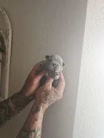 Bruno, a male French Bulldog for sale in Merced, CA – Photo 3 of 6