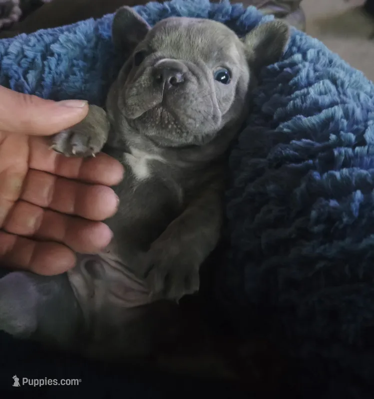 Bruno – French Bulldog puppy for sale in Merced, CA