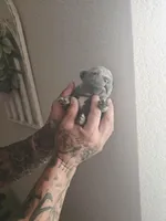 Bruno, a male French Bulldog for sale in Merced, CA – Photo 2 of 6