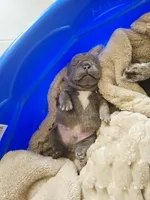 Bruno, a male French Bulldog for sale in Merced, CA – Photo 5 of 6