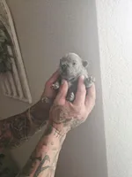 Bruno, a male French Bulldog for sale in Merced, CA – Photo 1 of 6