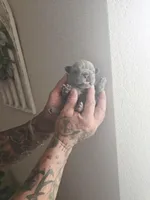 Bruno, a male French Bulldog for sale in Merced, CA – Photo 4 of 6