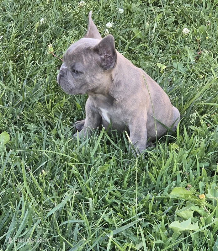 Bruno – French Bulldog puppy for sale in Merced, CA