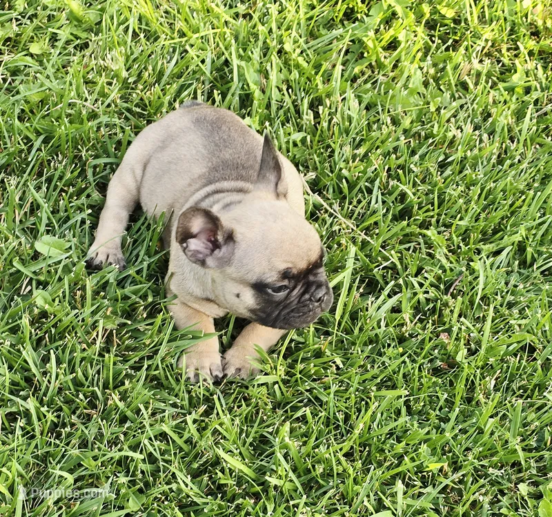 Brownie  – French Bulldog puppy for sale in Merced, CA