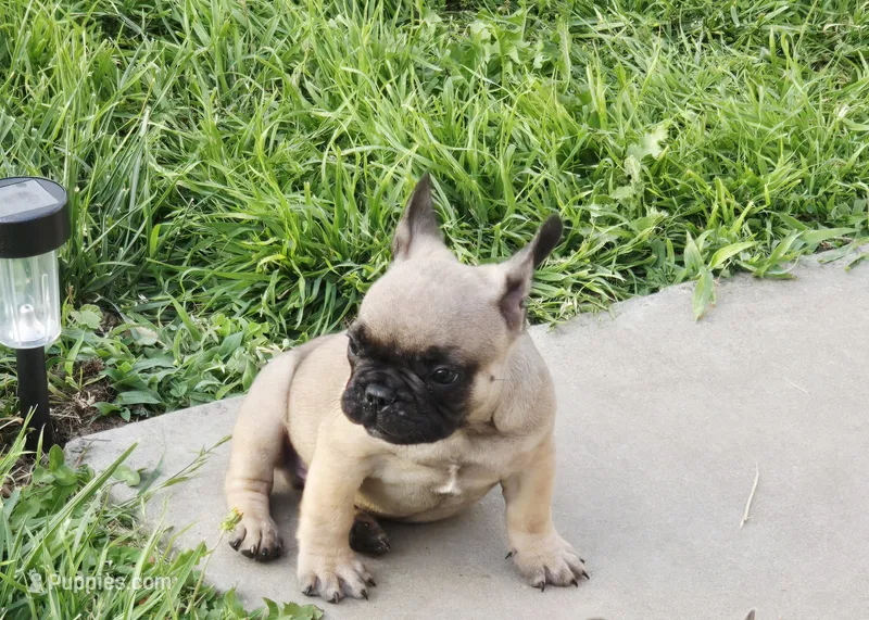 Brownie  – French Bulldog puppy for sale in Merced, CA
