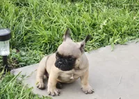 Brownie , a male French Bulldog for sale in Merced, CA – 6 of 10