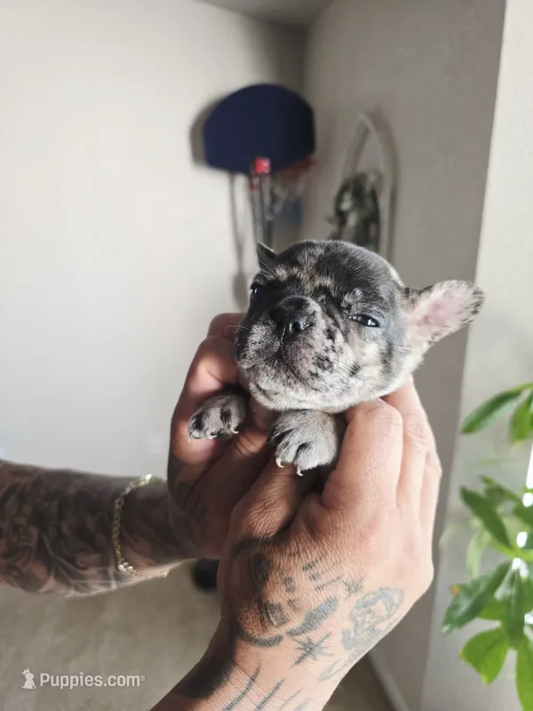 Rex – French Bulldog puppy for sale in Merced, CA