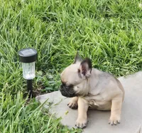Brownie , a male French Bulldog for sale in Merced, CA – 8 of 10