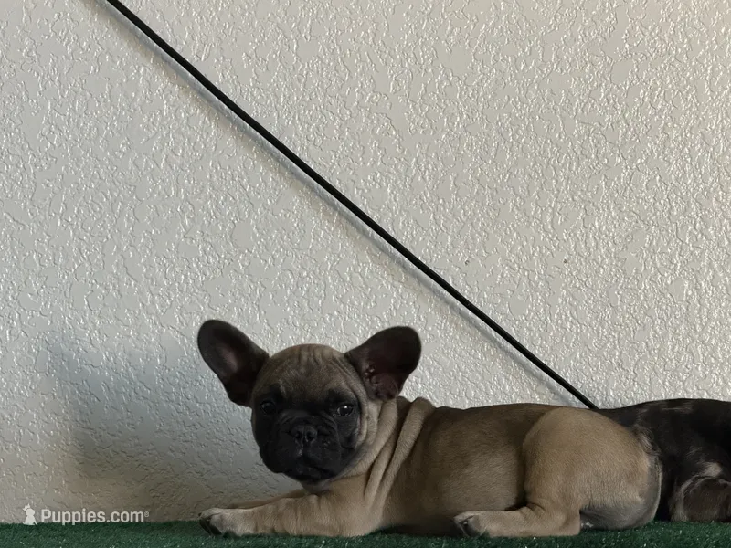 Brownie  – French Bulldog puppy for sale in Merced, CA