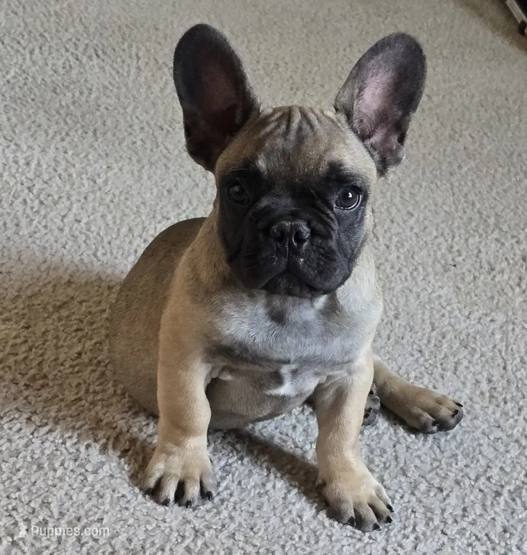 Brownie  – French Bulldog puppy for sale in Merced, CA