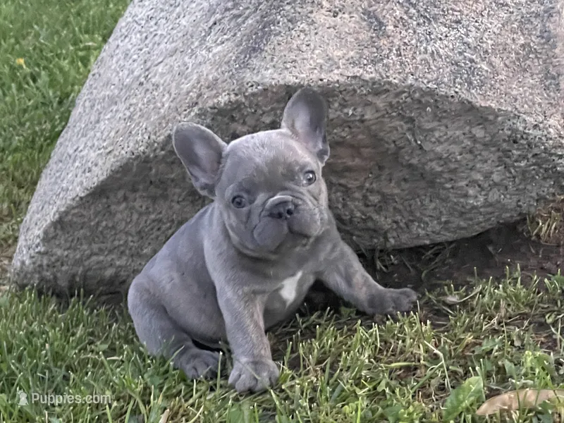 Bruno – French Bulldog puppy for sale in Merced, CA