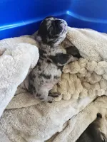 Gucci, a male French Bulldog for sale in Merced, CA – Photo 3 of 3