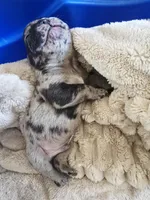 Gucci, a male French Bulldog for sale in Merced, CA – Photo 2 of 3