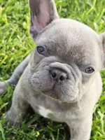 Bruno, a male French Bulldog for sale in Merced, CA – 4 of 8