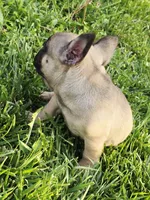Brownie , a male French Bulldog for sale in Merced, CA – 7 of 10